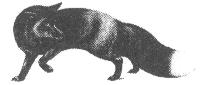 Silver Fox logo
